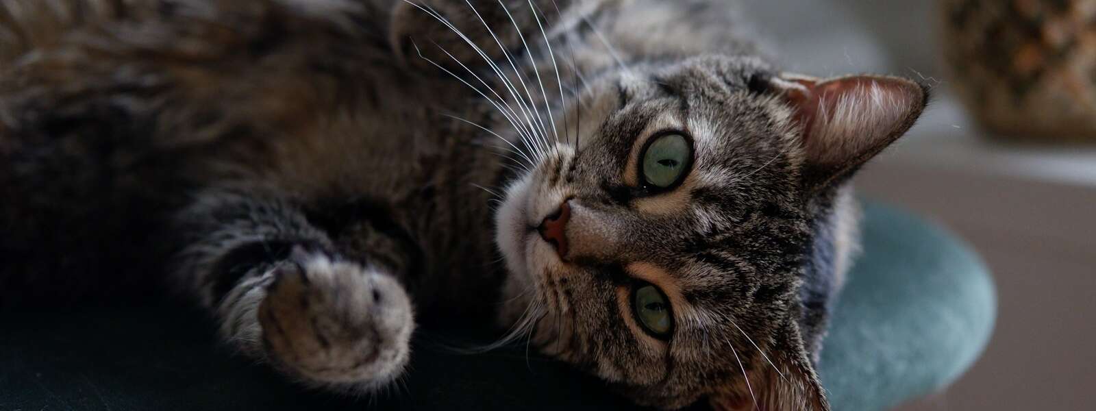 brown tabby cat lying on green textile