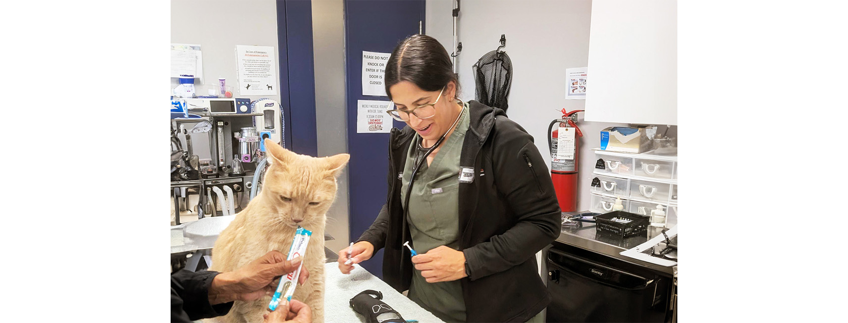 a vet wearing a stethoscope prepares a vaccination for an orange cat in an animal hospital