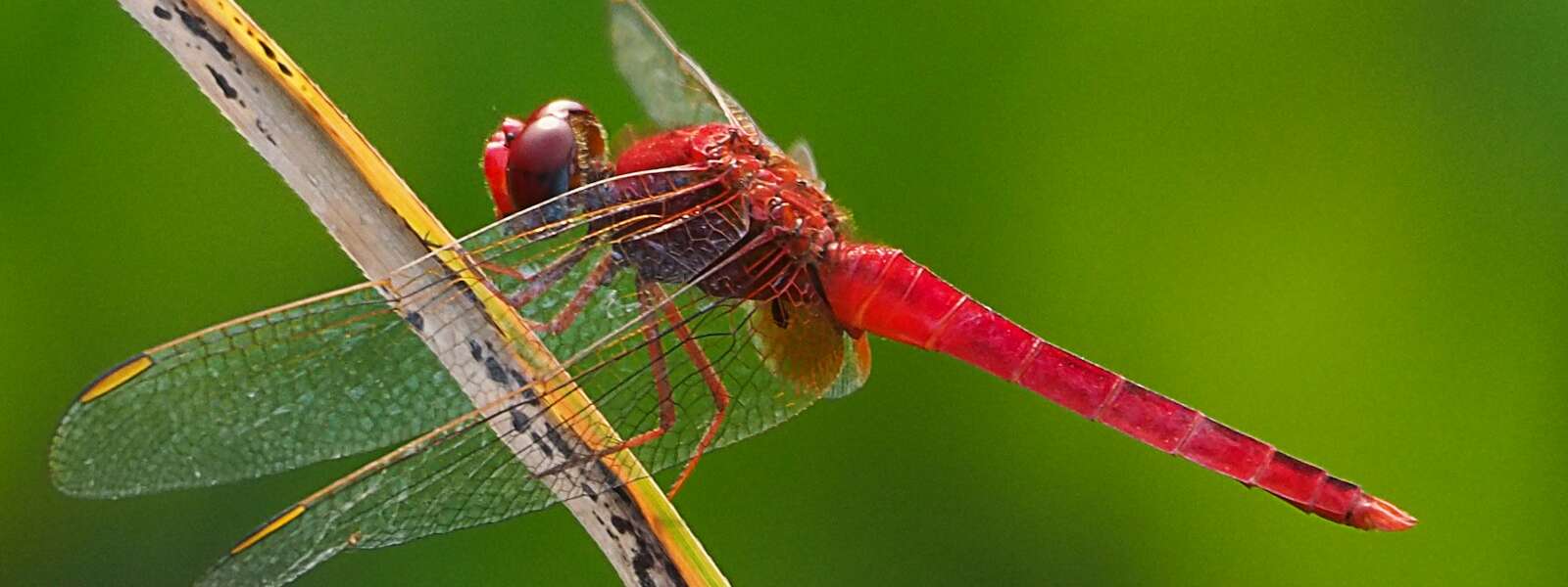 red dragonfly